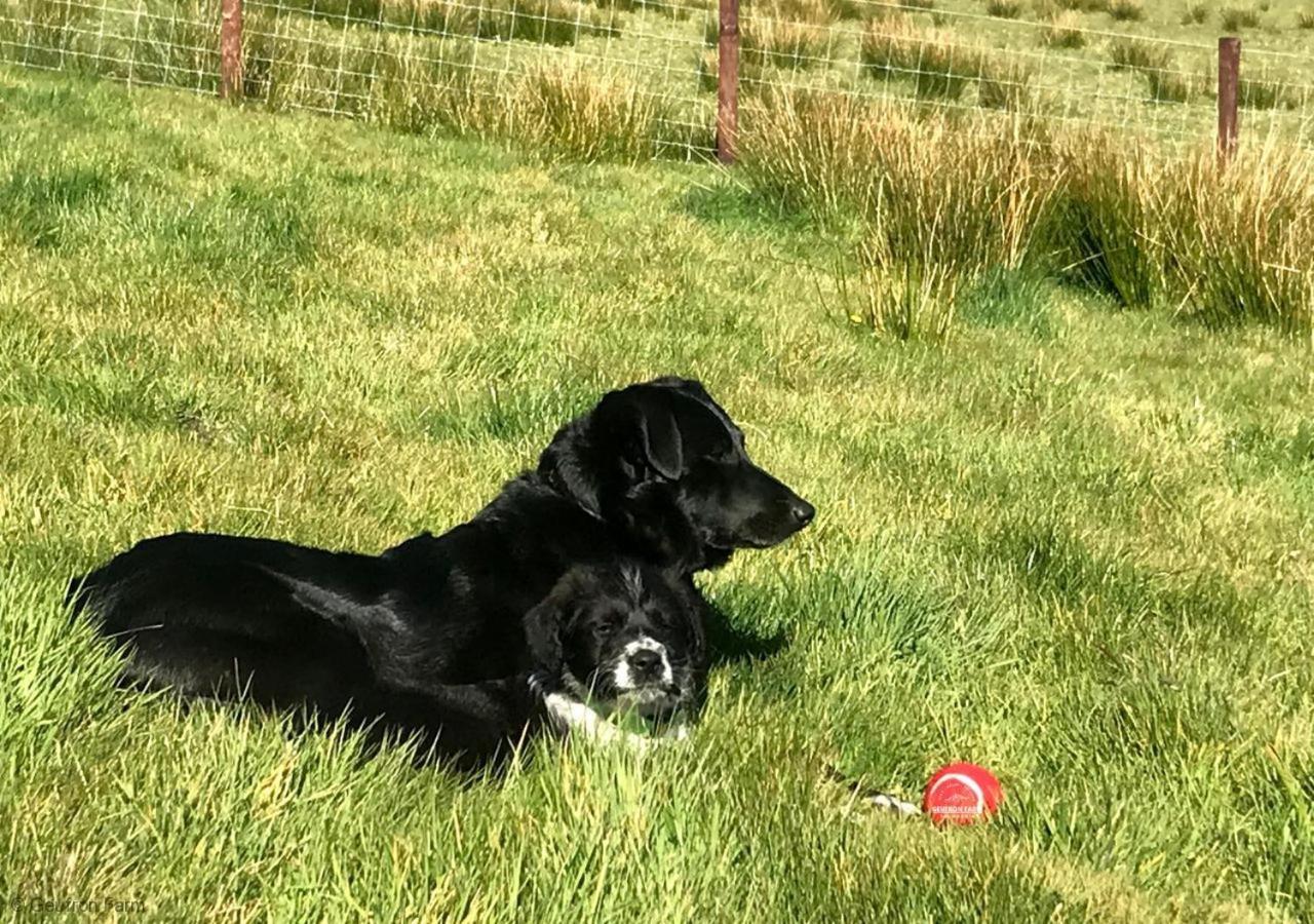The Barn At Geufron Farm - Dog Friendly - Nr Tywyn Bryn-crug Exterior foto